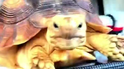 Funny animal tucker the tiny tortoise video