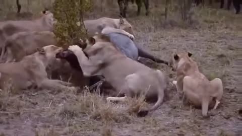 Most Amazing Wild Animal Attacks Lion vs Buffalo Big Battle Animals Fight When Prey Fights Back
