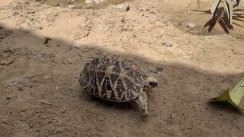 Cute Baby Star Turtle Video