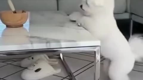 Funny cute dog and cat