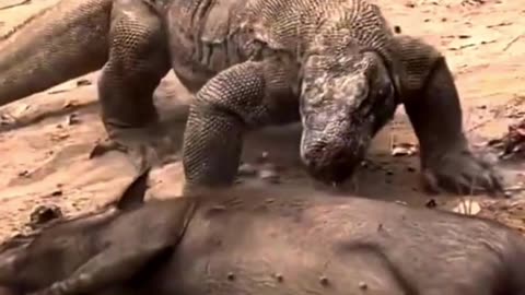 Komodo Dragons