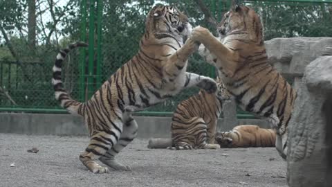 There were two tigress fighting # Tiger
