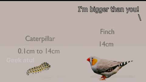 I'm bigger than you ( animal size comparison )