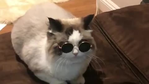 Stylish cat shows off new sunglasses