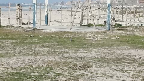 Hoopoe bird on the beach