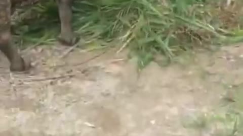 Labrador dog feed their pet carabao