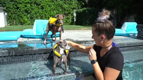 Teaching My Dogs How To Swim