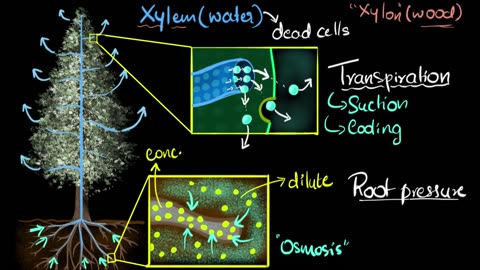 Xylem & transpiration | Life processes | Biology | Khan Academy