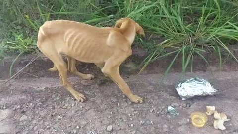 Buscan hogar para Matías, perro rescatado del abandono en Santander