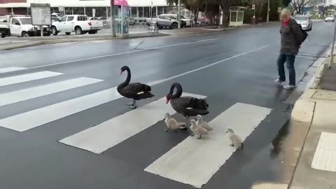 Law-Abiding Family of Swans Cross Road at Pedestrian Crossing