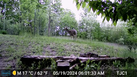 Deer and hooting owl