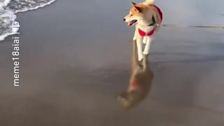 Doggy doesn't want to get paws wet