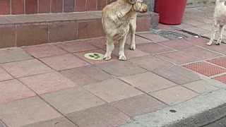 Pushy Pup Dons Fake Eyebrows