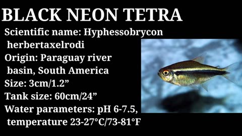 Top Beaufiful Tetra Fish