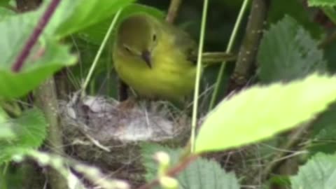 Yellow warbler bird feeding its chicks