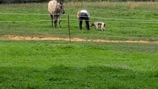 Always training man's best friends. ♥️🐎🤠🦊♥️🎯