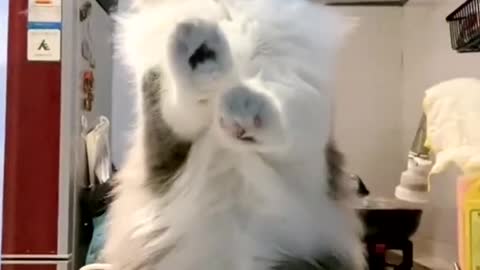 cat funy video