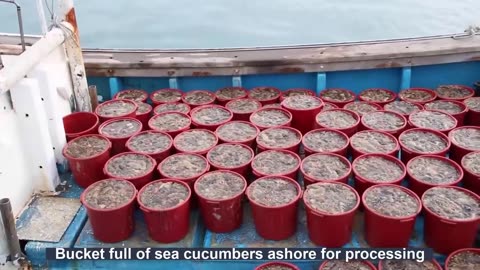 Producing Millions Tons of Seafood Every Day - Asian Seafood Processing Factory - Fish Processing