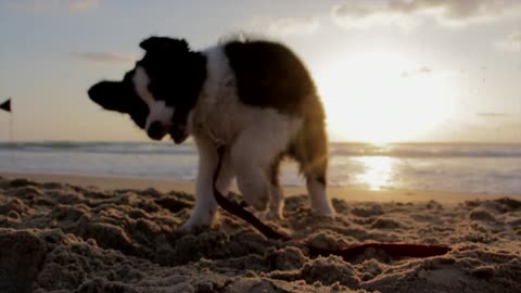 Playful Dog Puppy - Sand Beach Play Pet Dogs