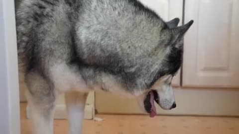 Husky STOMPS Paws ANGRILY When I Hide in Plain Sight!