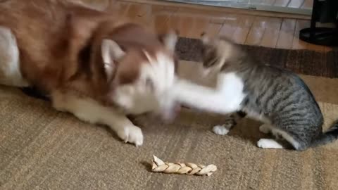 Cat bullies Our Husky