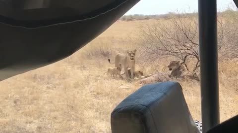 Lion Attacks Bull