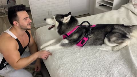 Telling Our Husky To Work Out