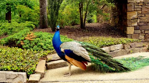 Beautiful Peacock Grooming Himself in Forest