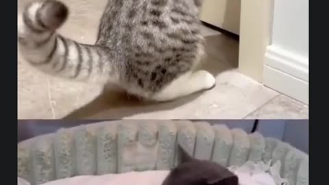 Cats' Amusing Actions to Enter a Room