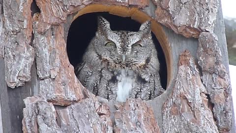 Eastern Screech Owl in box