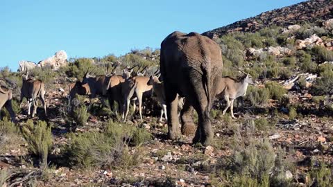 Elephants Walking, Resting, Playing & Having Fun