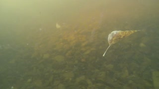 Montana Underwater Trout Video 10-31-21