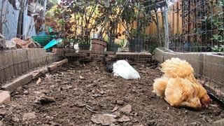 Backyard Chickens Relaxing Dirt Bath Video Sounds Noises Hens Clucking Roosters Crowing!