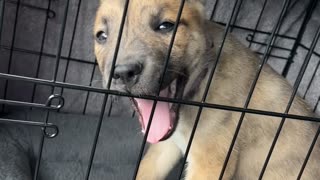 Impatient Puppy Knows When She is Close to Home