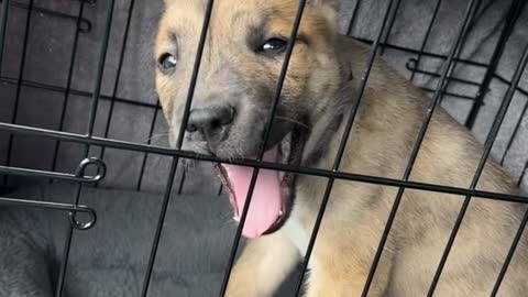 Impatient Puppy Knows When She is Close to Home