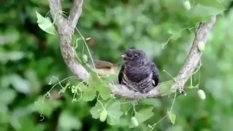 A young bird feeding older bird, unable to fly