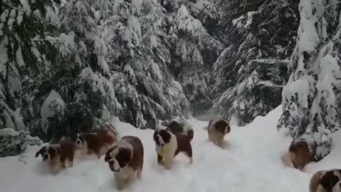 Dogs walking in the snow