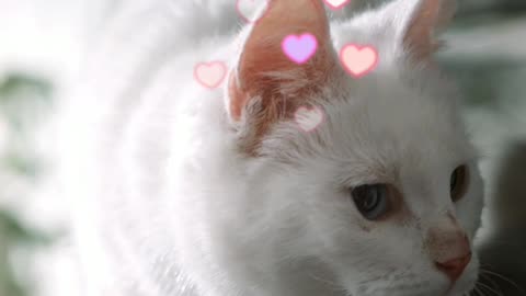 Watch this lovely white fluffy cat 💙💕🐈🐱😊