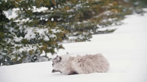 Big furry cat jumps into a snowdrift and crawls in the snow