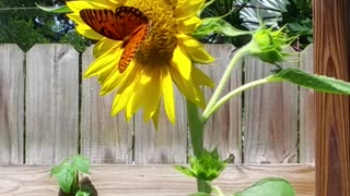 Beautiful Butterfly on the Stunning Sunflower