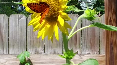 Beautiful Butterfly on the Stunning Sunflower