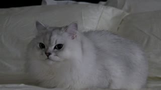Cute Persian Cat Goes Shadow-Hunting