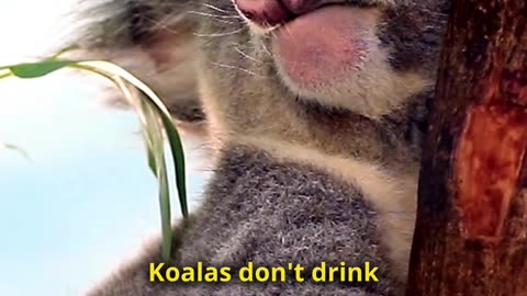 Meet Koala - The Dumbest Animal on Earth