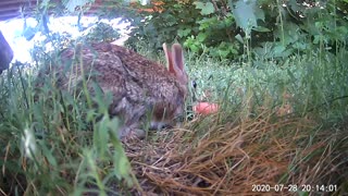 Two Bunnys