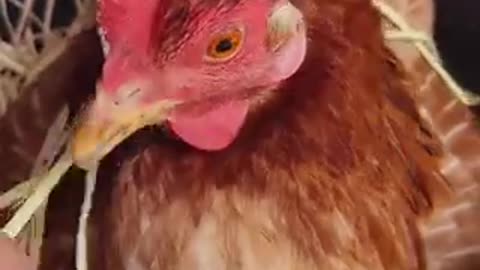 Amazing chicken 🐓 trending video