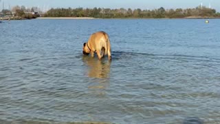 Harry the Bull Mastiff