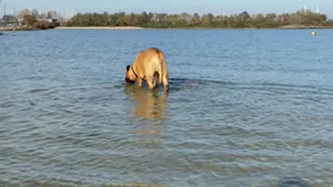 Harry the Bull Mastiff