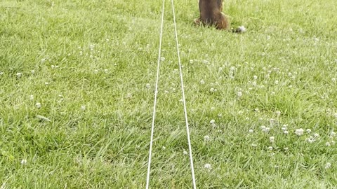 Homemade dog chase toy