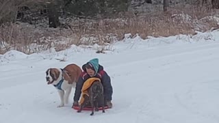 Not That Kind of Dog Sledding