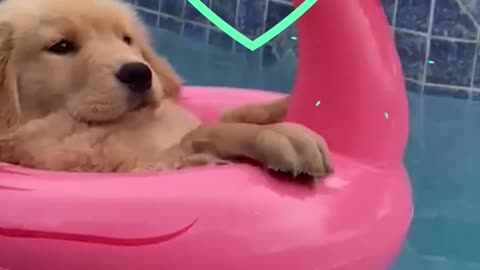 Funny animal video ..Cat swimming 🤣